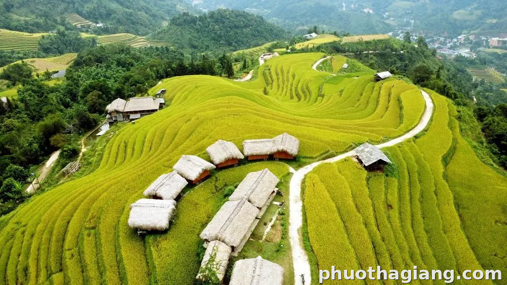 Thông Nguyên