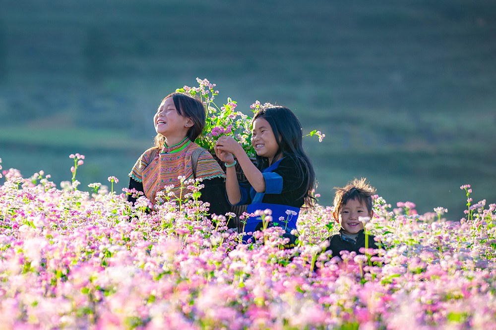 Hoa tam giác mạch trên nền núi đá Hà Giang